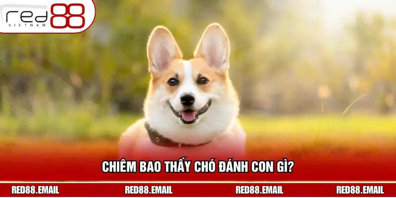 Chiêm bao thấy chó đánh con gì?