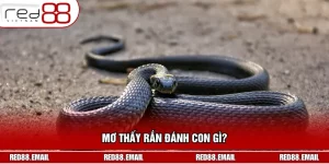 Mơ Thấy Rắn Đánh Con Gì? Giải Mã Giấc Mơ Chuẩn Xác Nhất